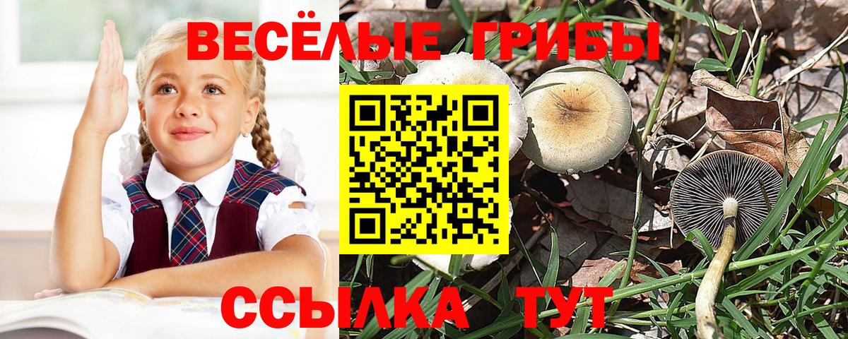 Аксай  Псилоцибиновые грибы Psilocybine cubensis  Вход с VPN  Псилоцибиновые грибы ЛСД 